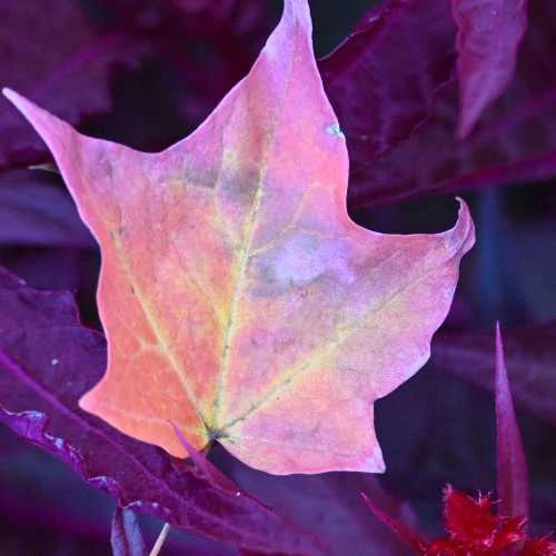 Fall / Autumn