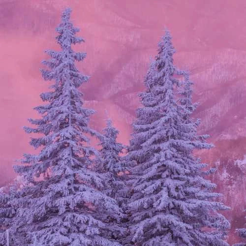 Winter / Christmas